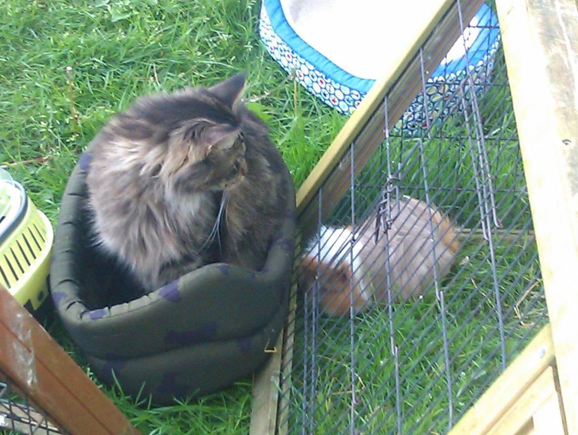 Maine Coon Biscat's Scarlett billede 7