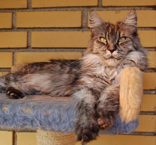 Maine Coon Biscat's Scarlett - Mor billede 8