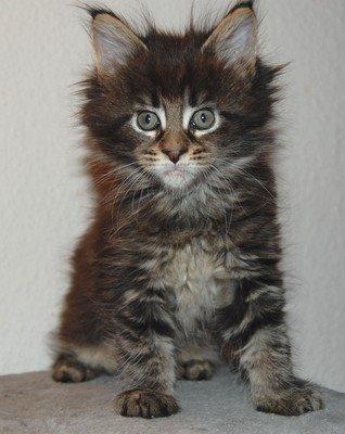 Maine Coon Biscat's Scarlett billede 2