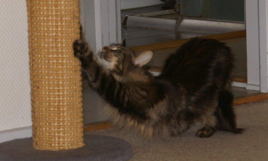 Maine Coon Biscat's Scarlett billede 10