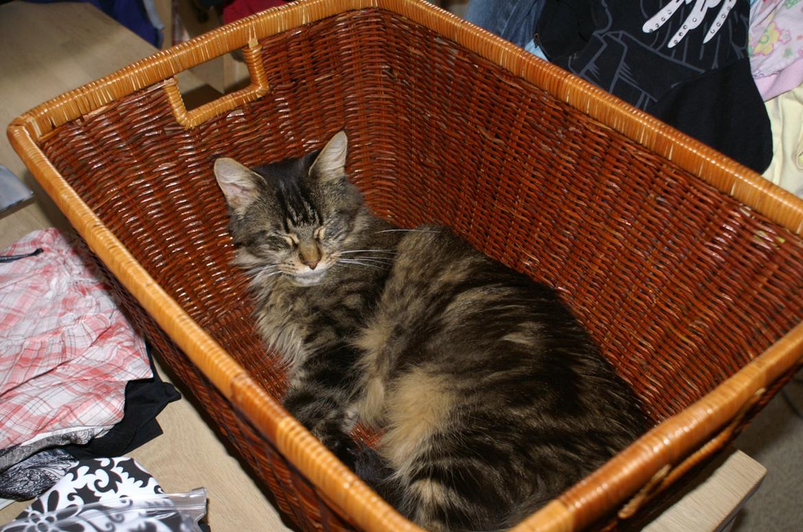 Maine Coon Biscat's Scarlett billede 11