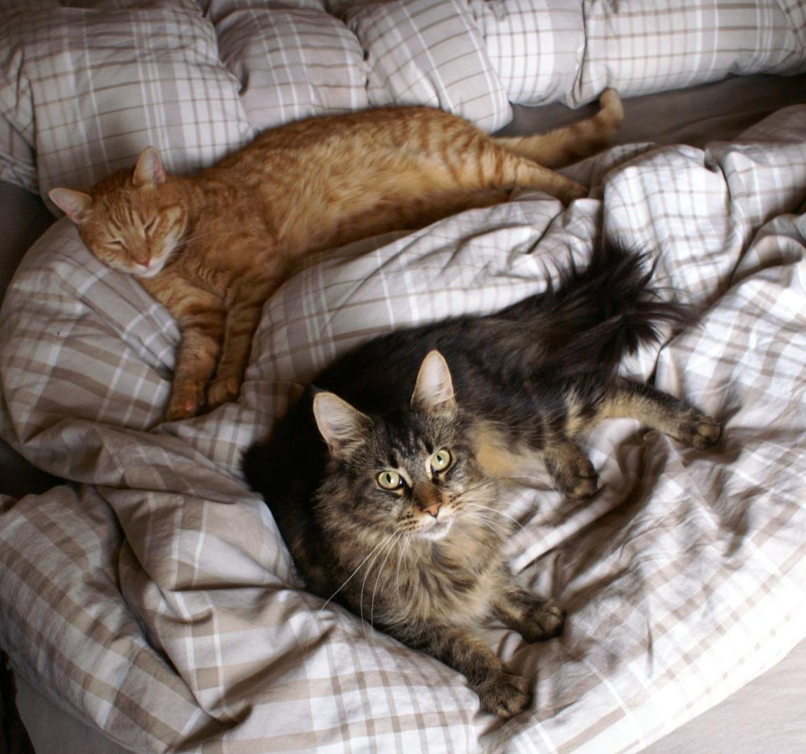 Maine Coon Biscat's Scarlett billede 9