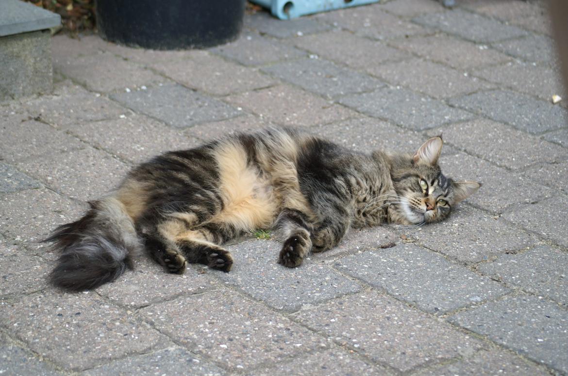 Maine Coon Biscat's Scarlett billede 12