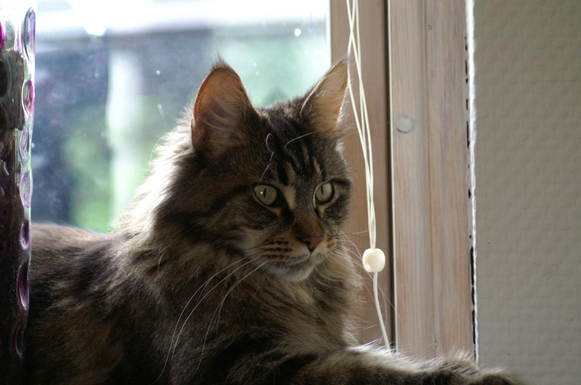 Maine Coon Biscat's Scarlett billede 14