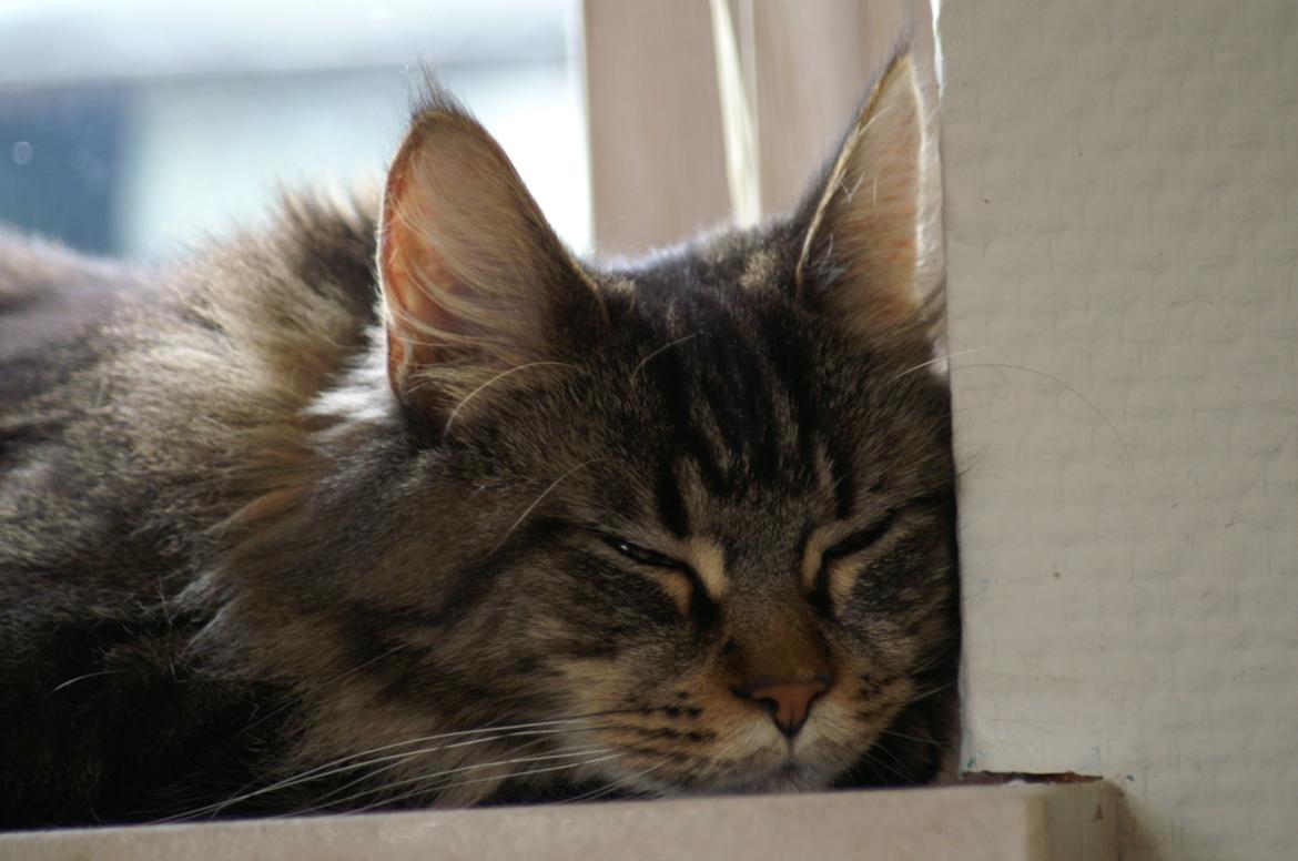 Maine Coon Biscat's Scarlett billede 15