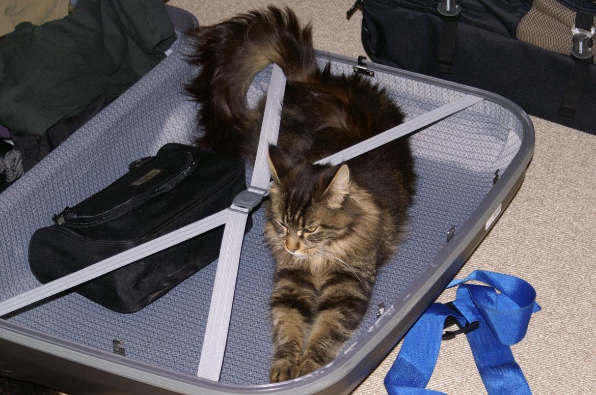 Maine Coon Biscat's Scarlett billede 16