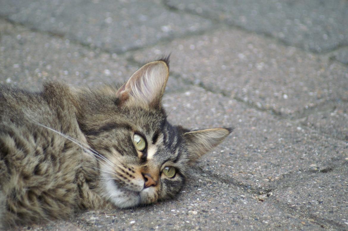 Maine Coon Biscat's Scarlett billede 13