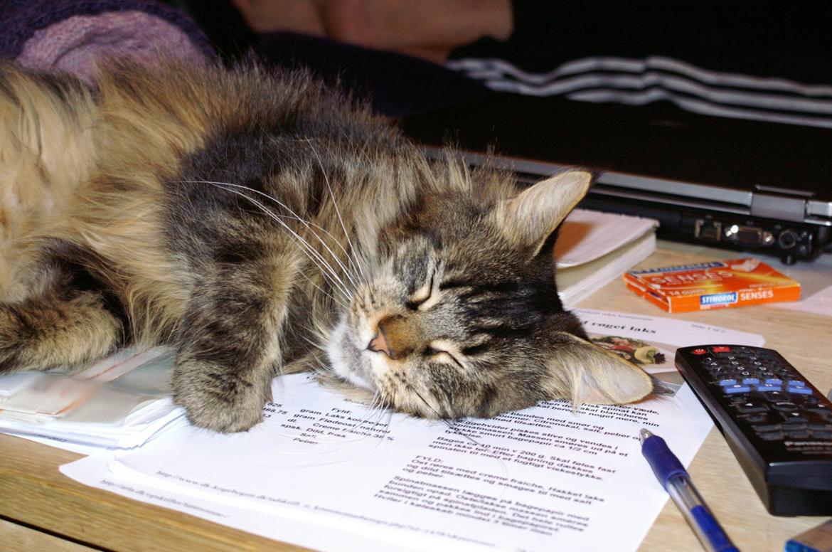 Maine Coon Biscat's Scarlett billede 18