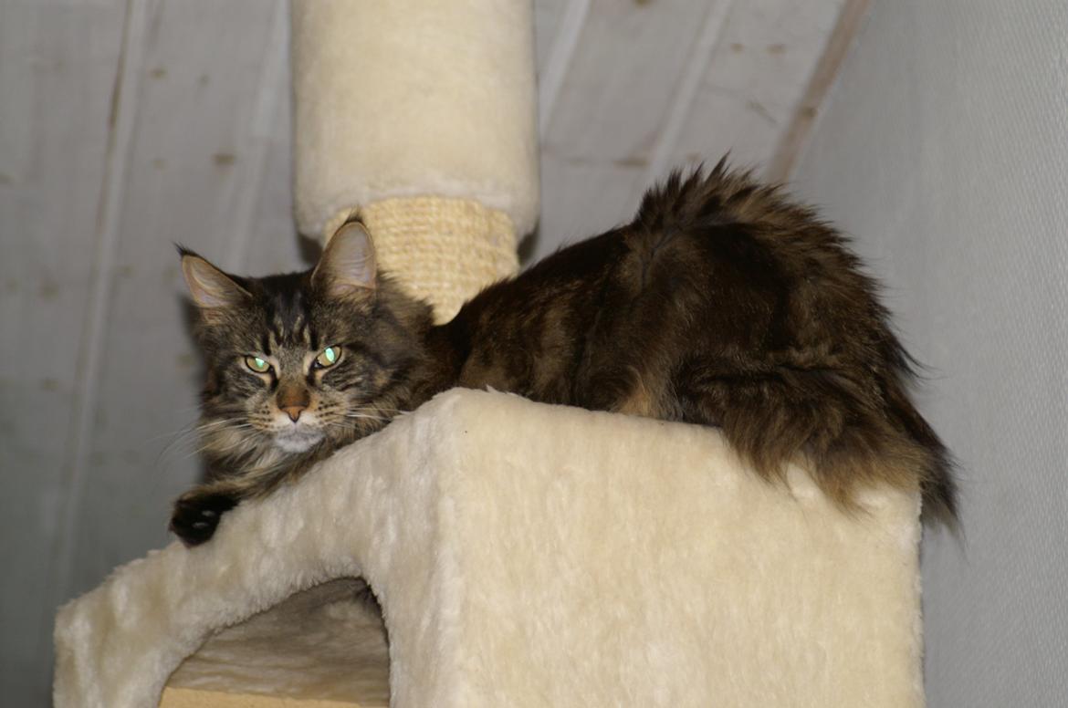 Maine Coon Biscat's Scarlett billede 19