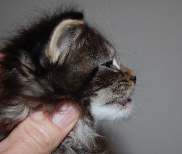 Maine Coon Biscat's Scarlett billede 20