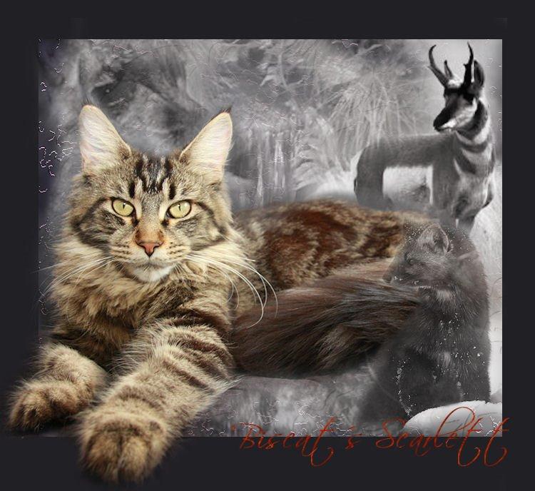 Maine Coon Biscat's Scarlett billede 21
