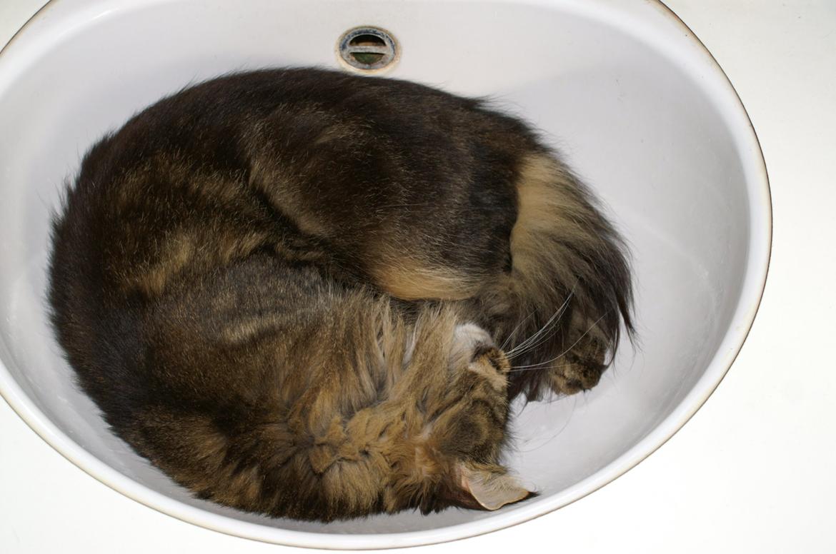 Maine Coon Biscat's Scarlett billede 17