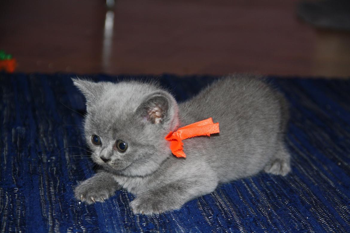 British Shorthair DK Springers Blue Charlotte (Milla) billede 2