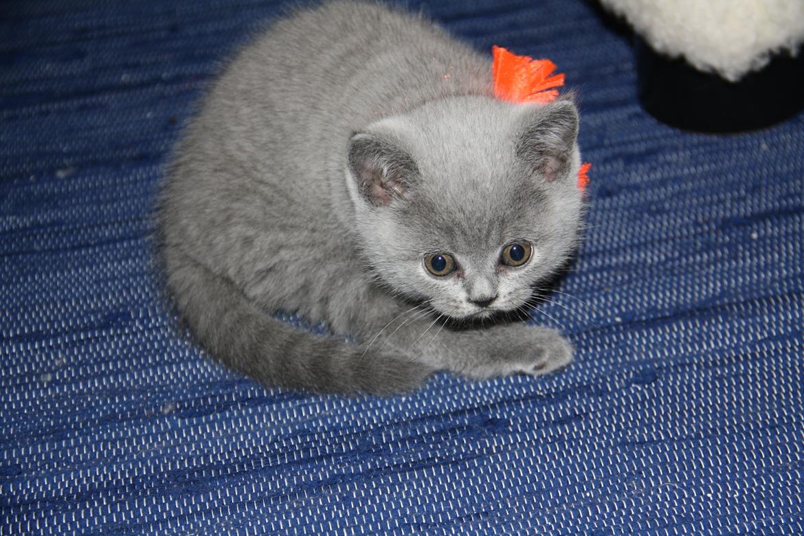 British Shorthair DK Springers Blue Charlotte (Milla) billede 3