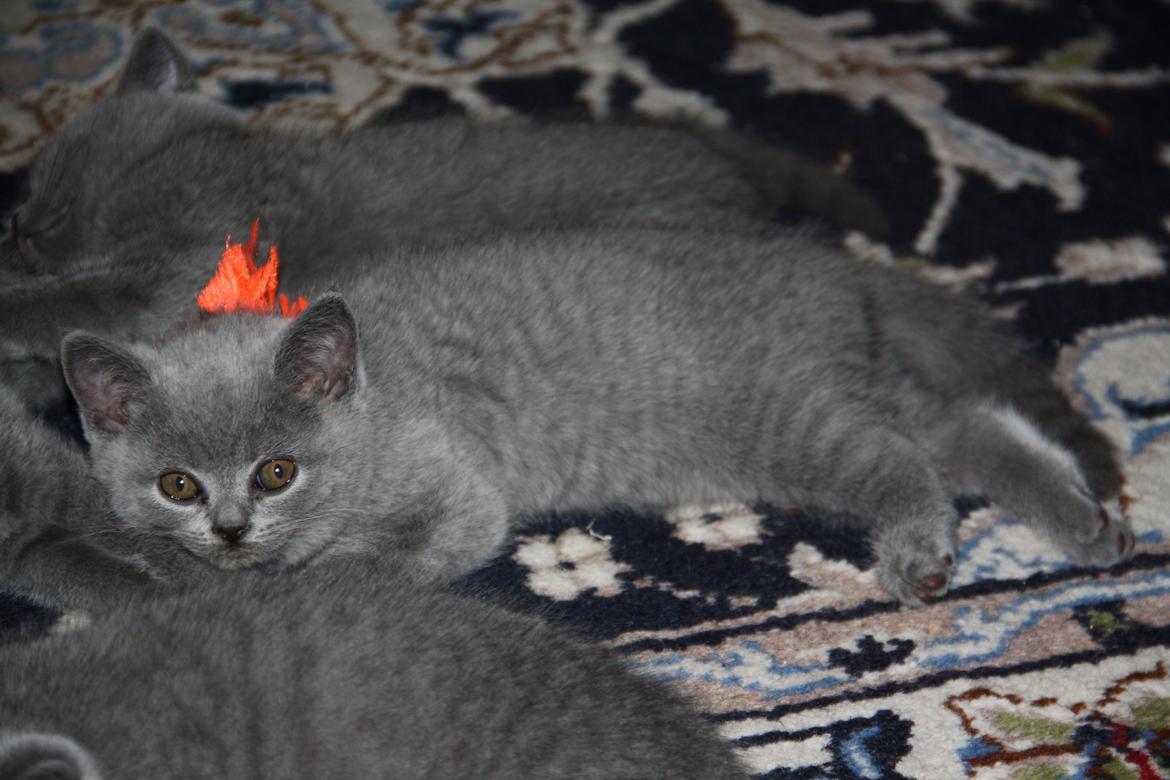 British Shorthair DK Springers Blue Charlotte (Milla) billede 5