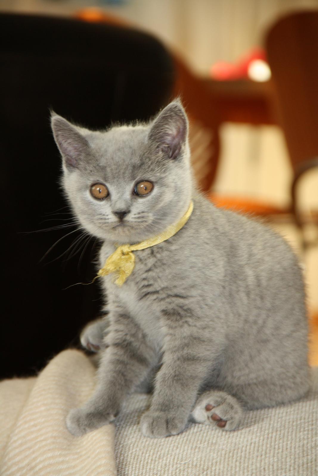 British Shorthair DK Springers Blue Charlotte (Milla) billede 6