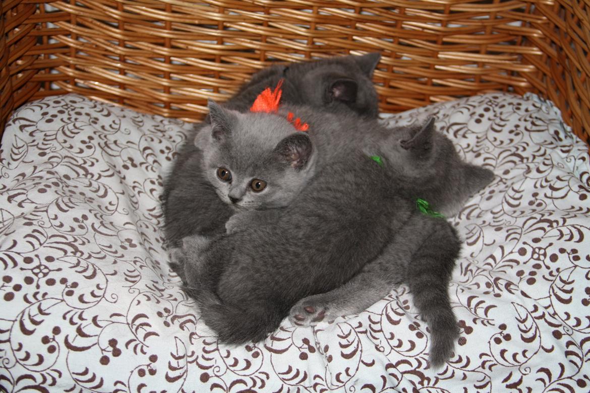 British Shorthair DK Springers Blue Charlotte (Milla) billede 4