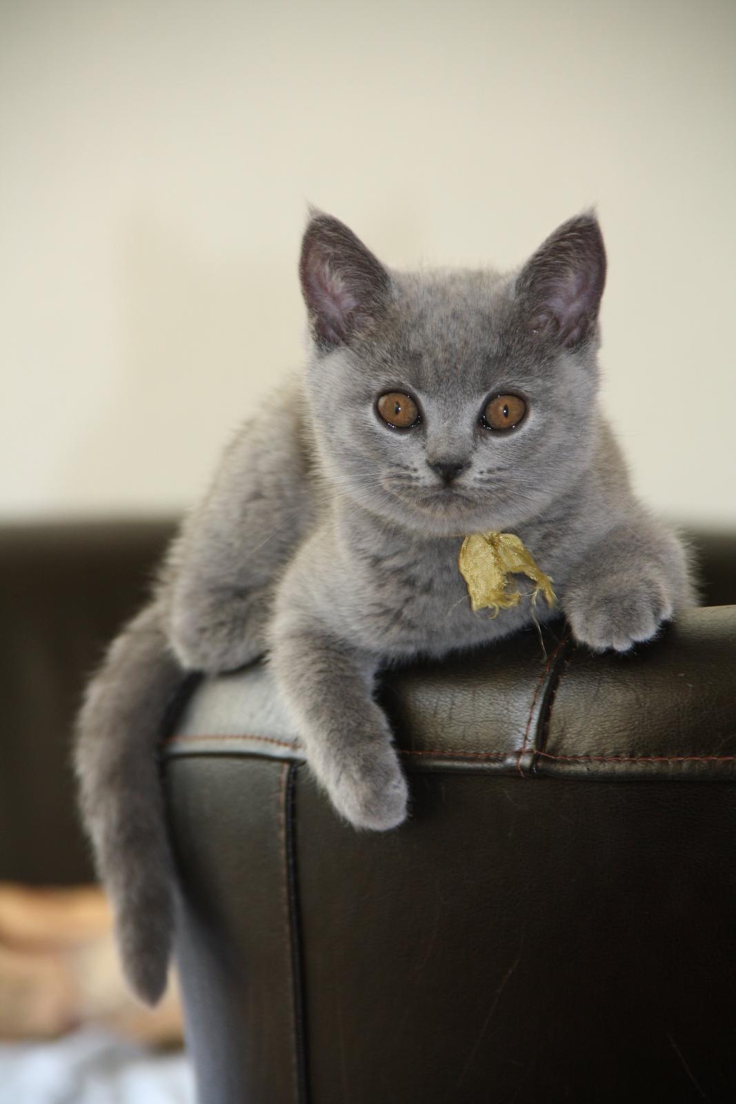 British Shorthair DK Springers Blue Charlotte (Milla) billede 1