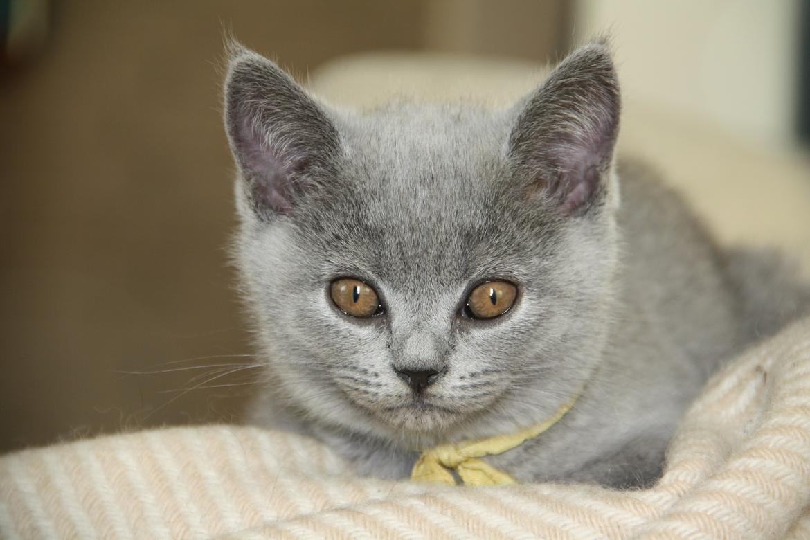 British Shorthair DK Springers Blue Charlotte (Milla) billede 7