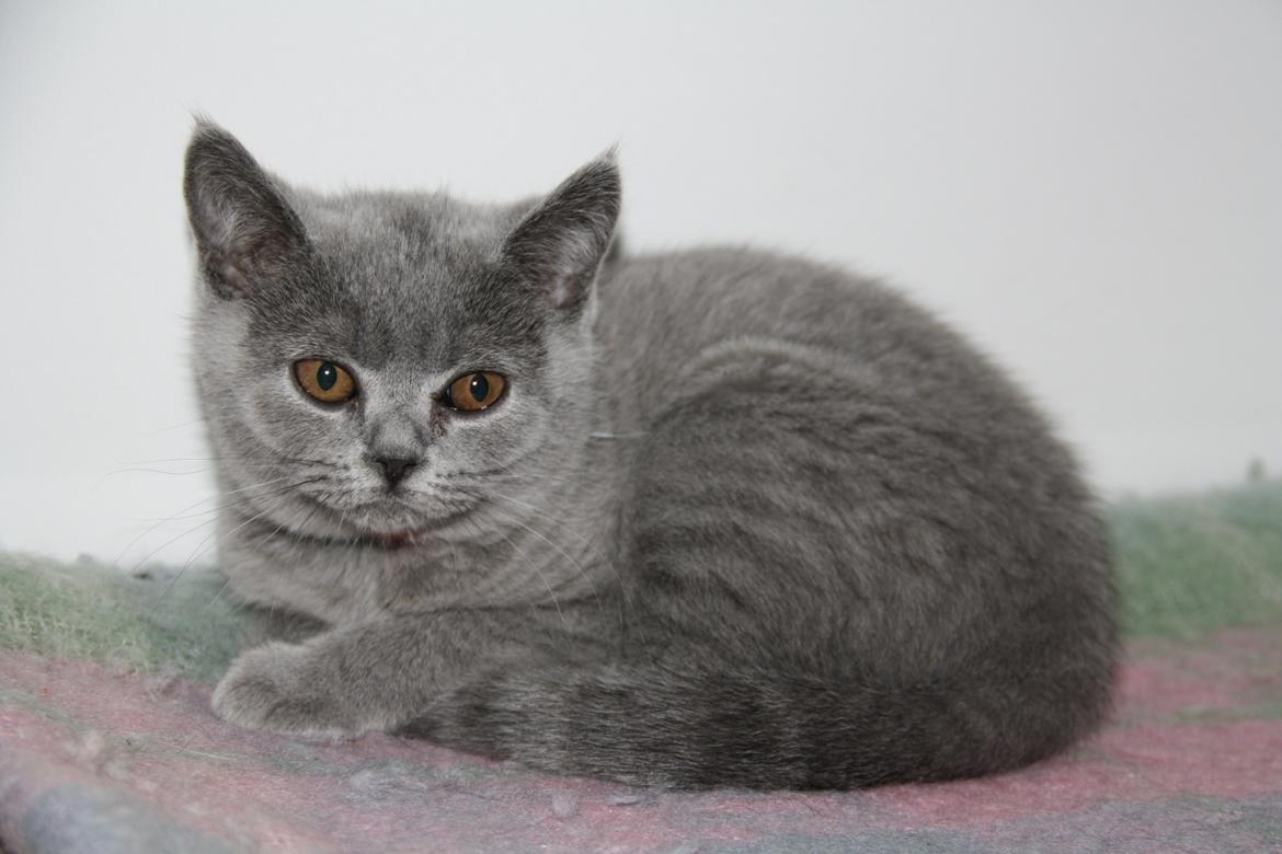 British Shorthair DK Springers Blue Charlotte (Milla) billede 8