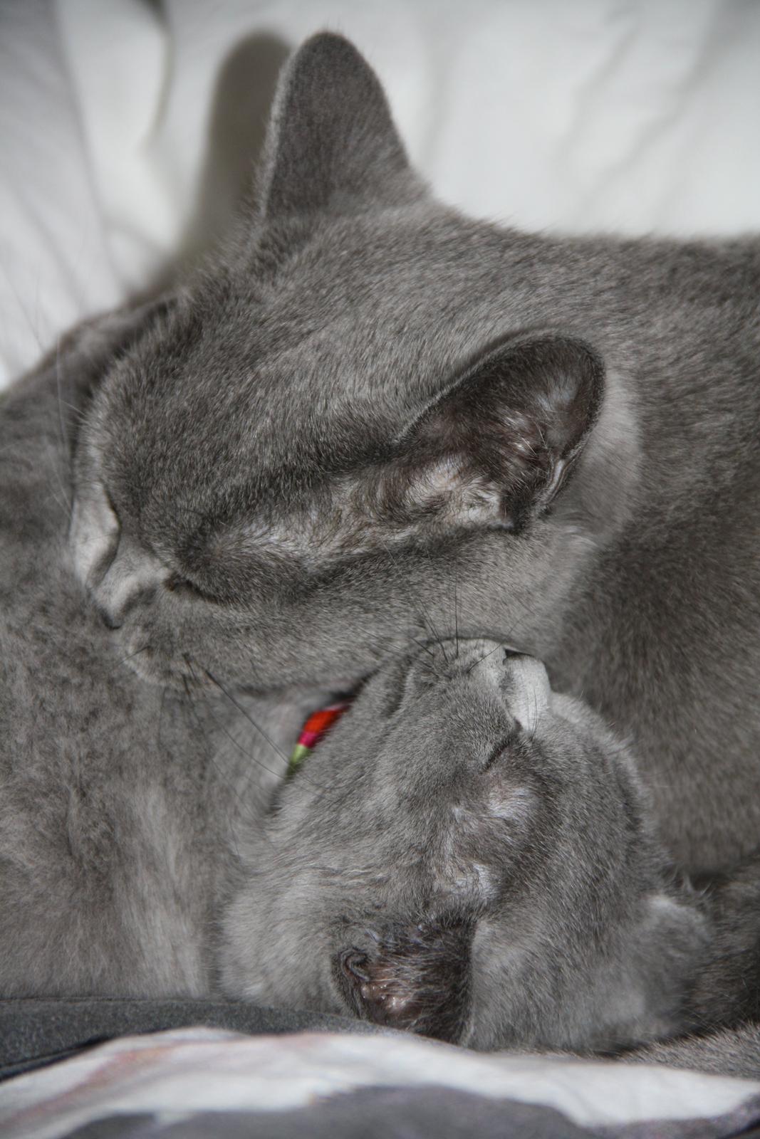 British Shorthair DK Springers Blue Charlotte (Milla) billede 10