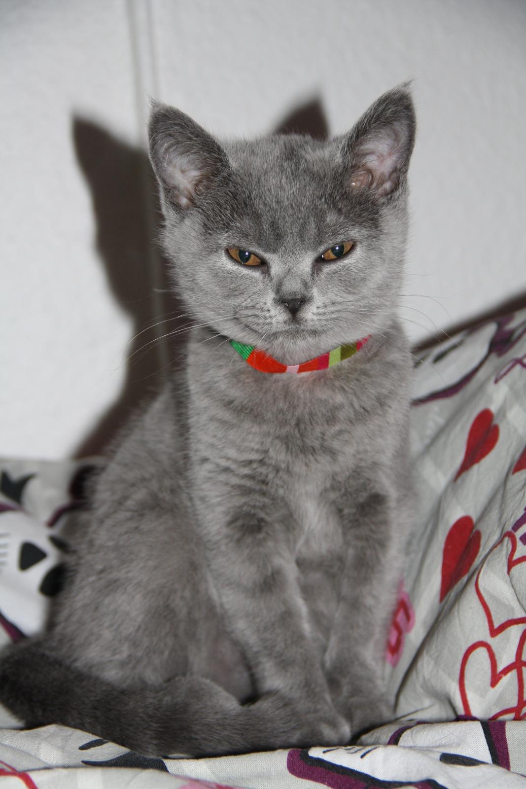 British Shorthair DK Springers Blue Charlotte (Milla) billede 9