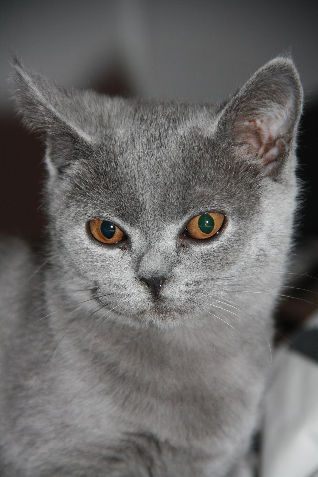 British Shorthair DK Springers Blue Charlotte (Milla) billede 12