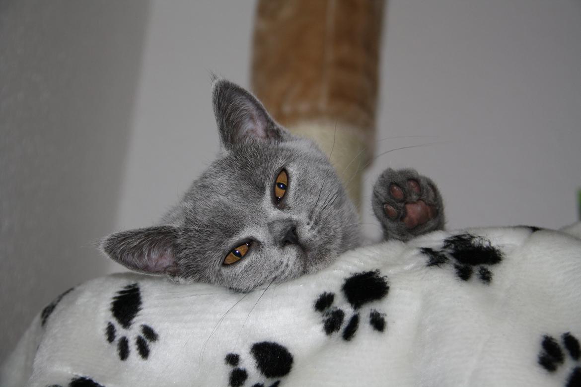 British Shorthair DK Springers Blue Charlotte (Milla) billede 11