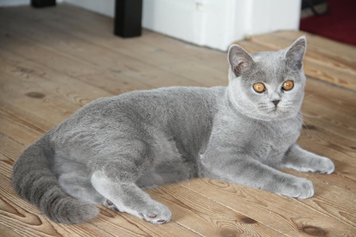 British Shorthair DK Springers Blue Charlotte (Milla) billede 13