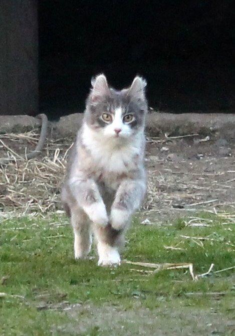 Norsk Skovkat kisser - jeg kommer nu mor billede 3