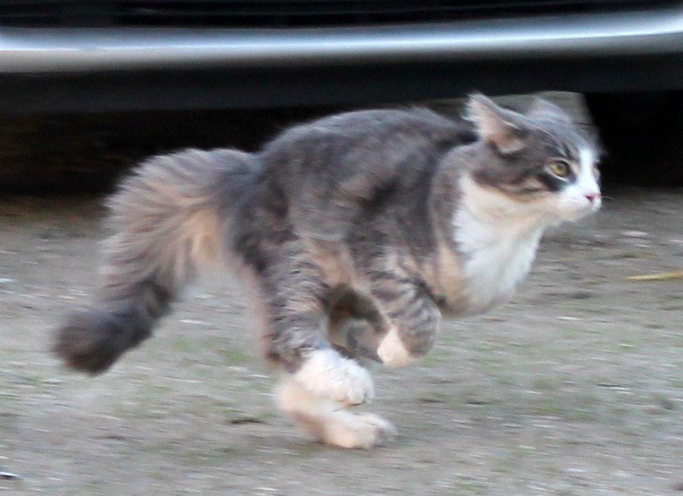Norsk Skovkat kisser - første gang hun er ude i gården så skulle benene rigtig bruges billede 5