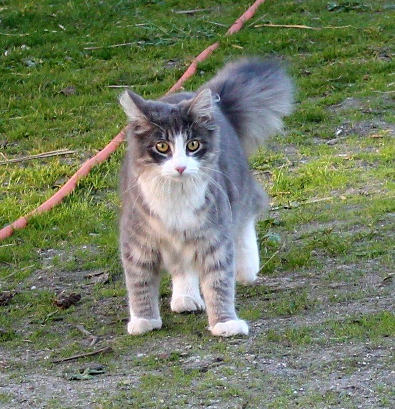 Norsk Skovkat kisser billede 8