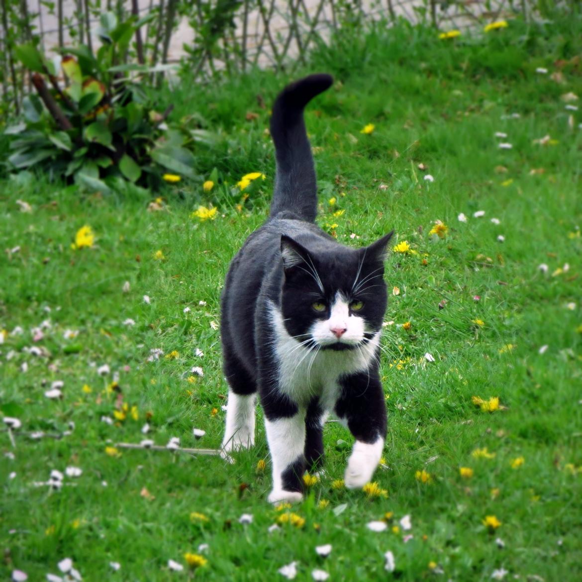 Huskat ~ Coke *Forsvundet* - 2 Maj 2014 billede 2