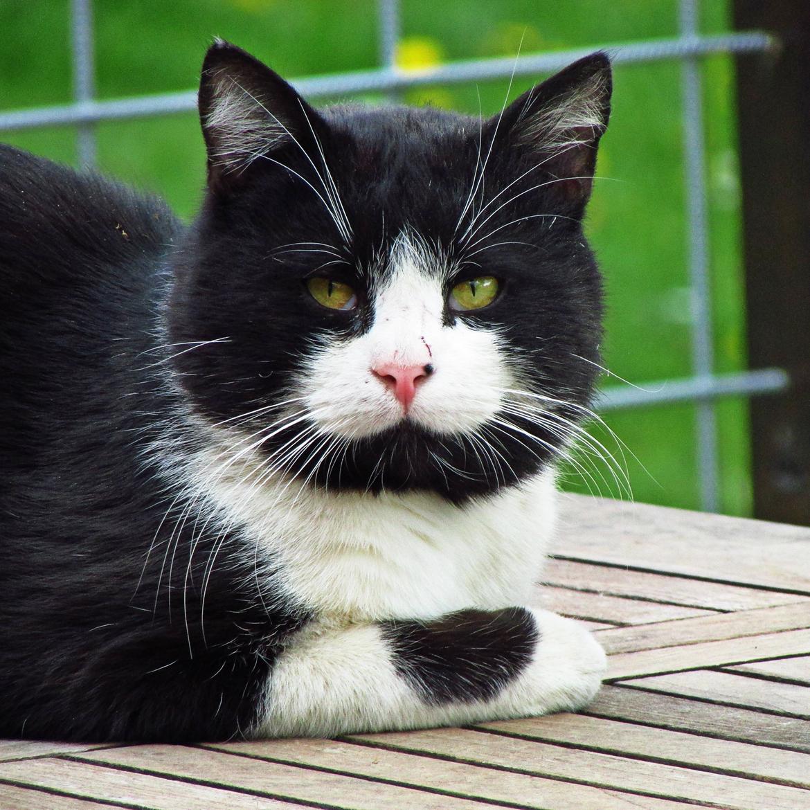 Huskat ~ Coke *Forsvundet* - 2 Maj 2014. billede 1