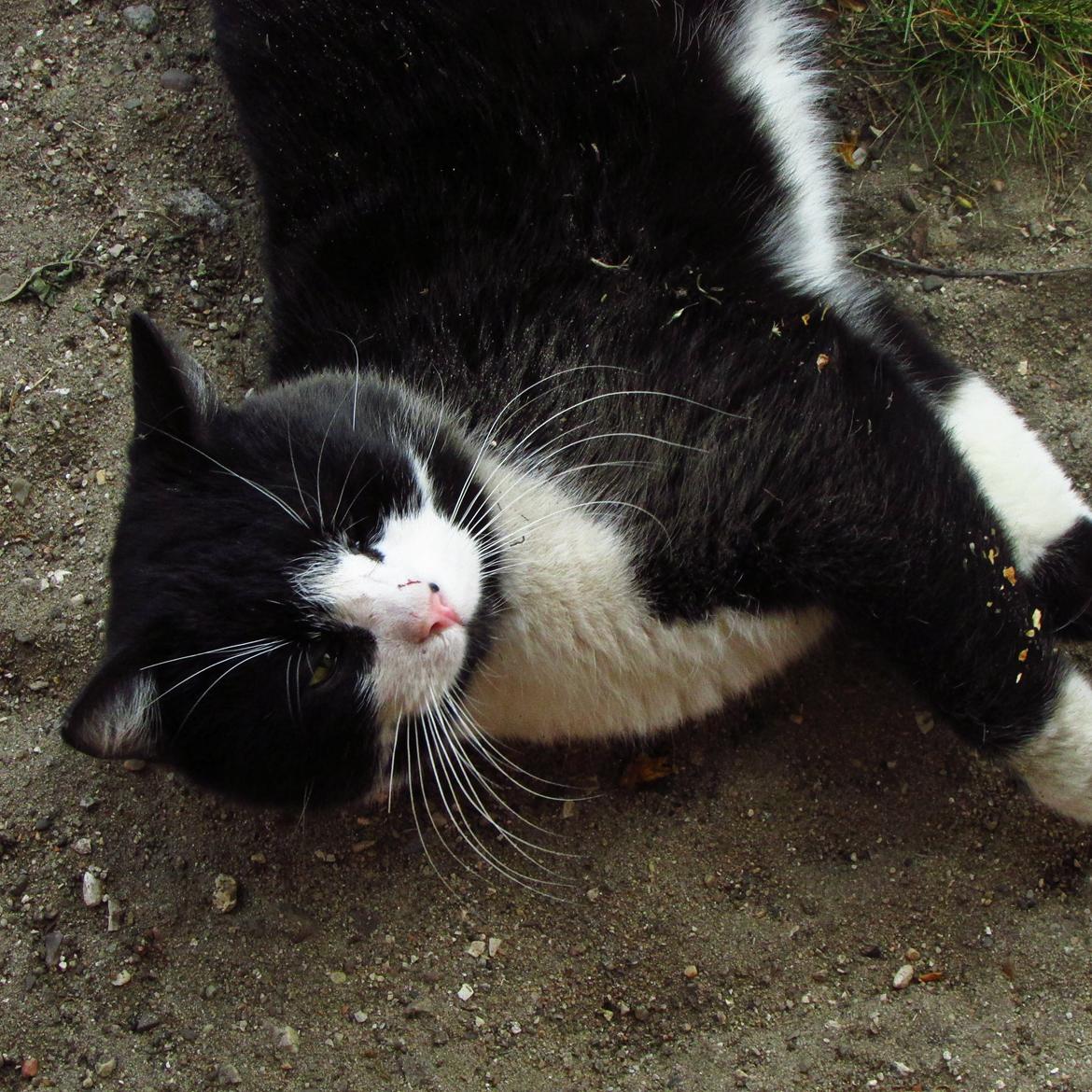 Huskat ~ Coke *Forsvundet* - Maj 2014. billede 3