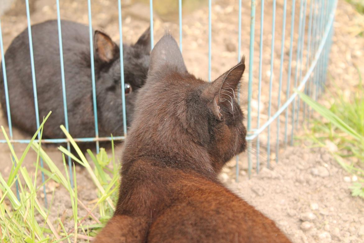 Huskat Nox billede 16