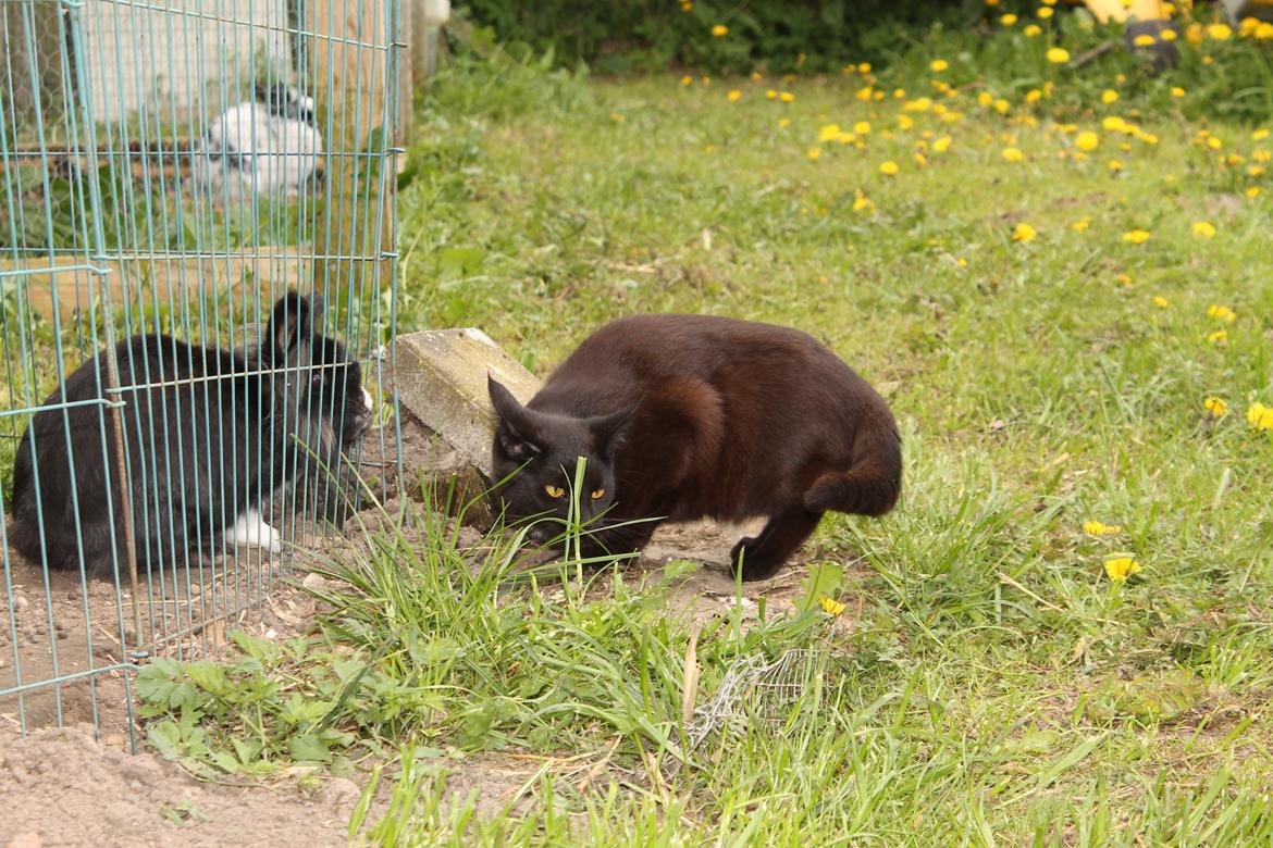 Huskat Nox billede 17