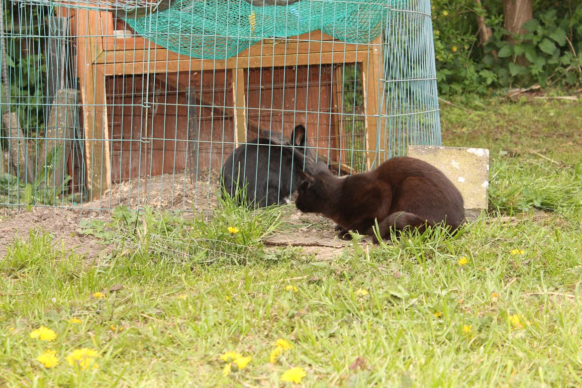 Huskat Nox billede 18