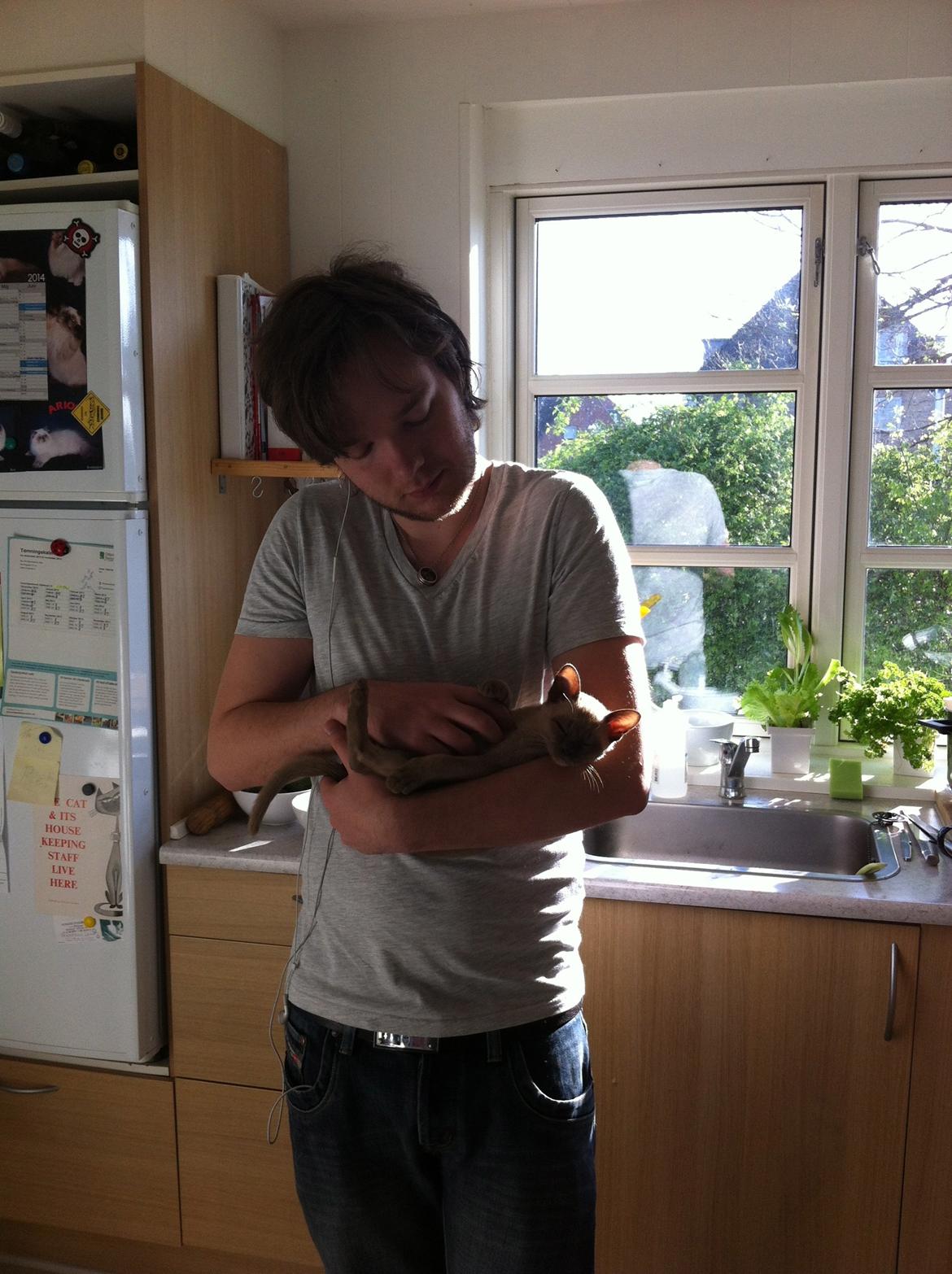 Burmeser Windsor of Magicat - Sammen med min kæreste Victor billede 7