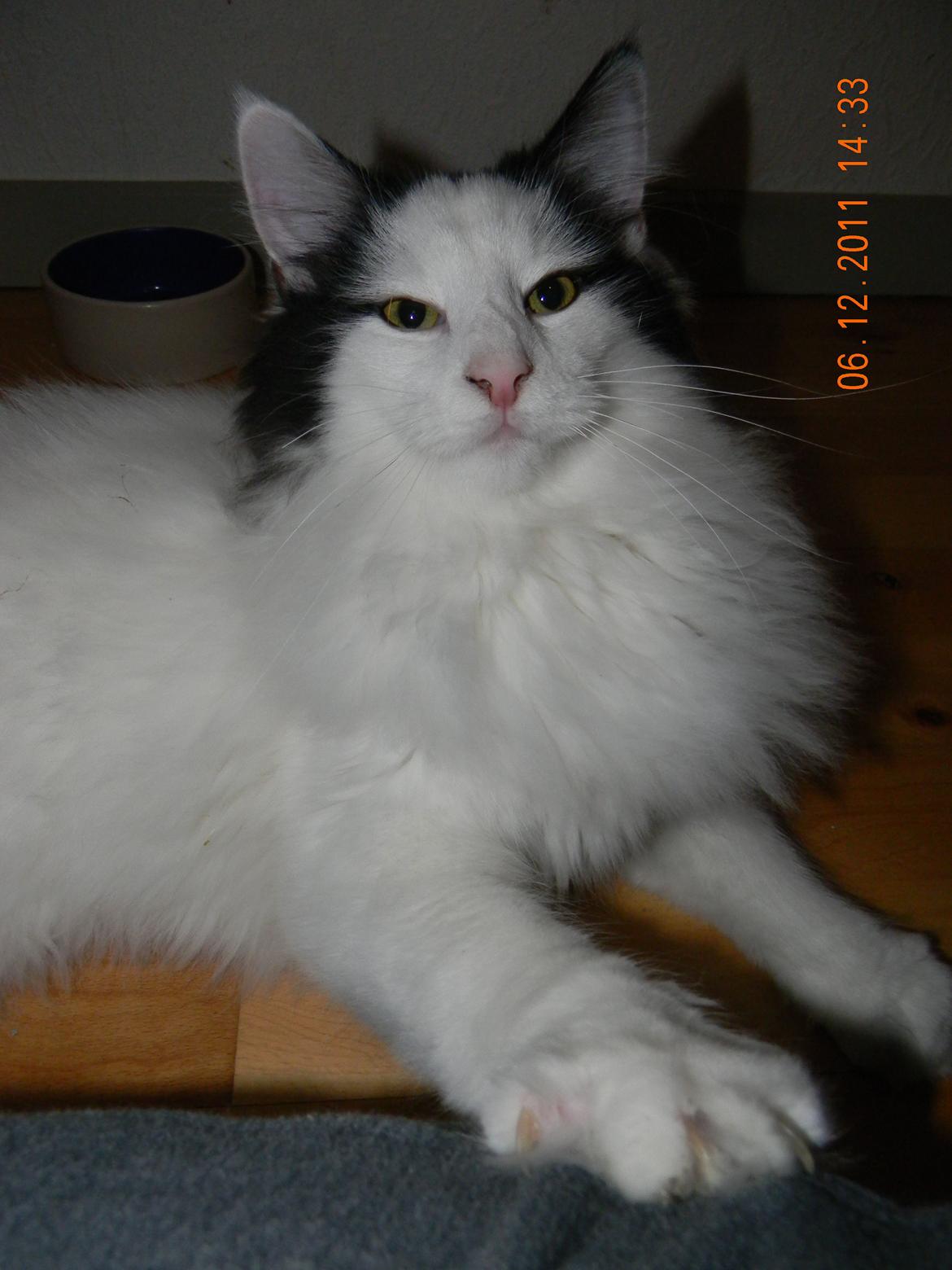 Norsk Skovkat †Wahkan Cheveyo (foder-vært)† billede 1