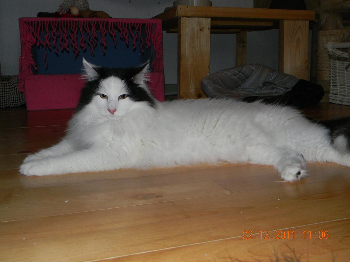 Norsk Skovkat †Wahkan Cheveyo (foder-vært)† billede 6