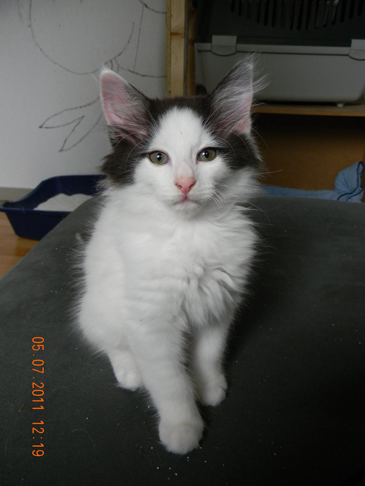 Norsk Skovkat †Wahkan Cheveyo (foder-vært)† billede 4