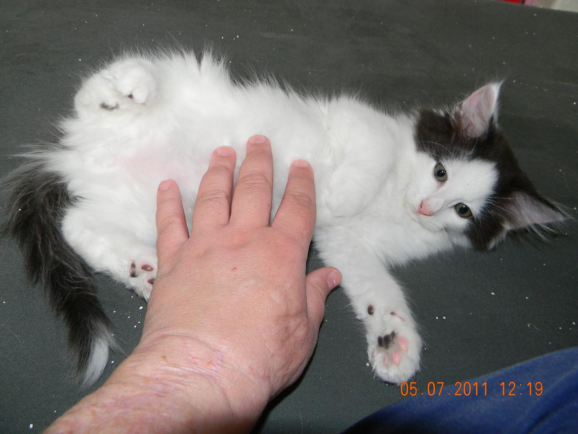 Norsk Skovkat †Wahkan Cheveyo (foder-vært)† billede 25