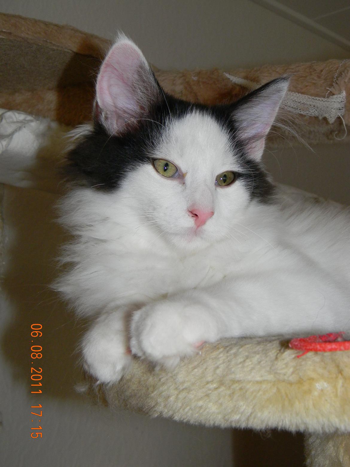 Norsk Skovkat †Wahkan Cheveyo (foder-vært)† billede 5