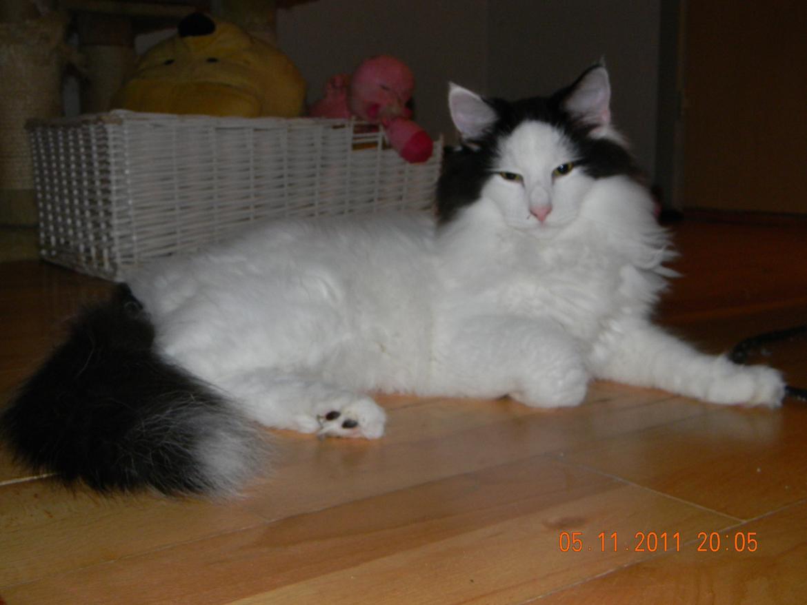 Norsk Skovkat †Wahkan Cheveyo (foder-vært)† billede 3