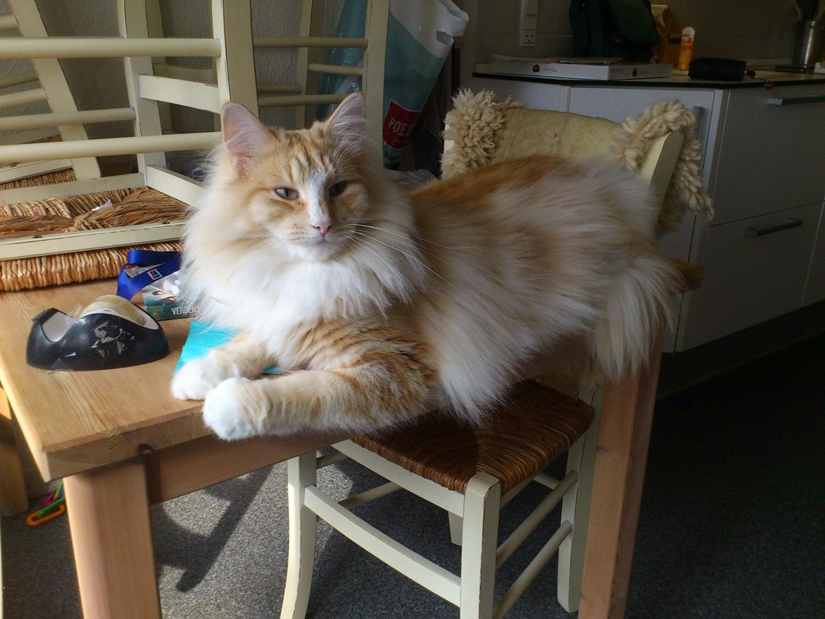 Norsk Skovkat CH Prinz Tjorven of Stellenbosch*D billede 10