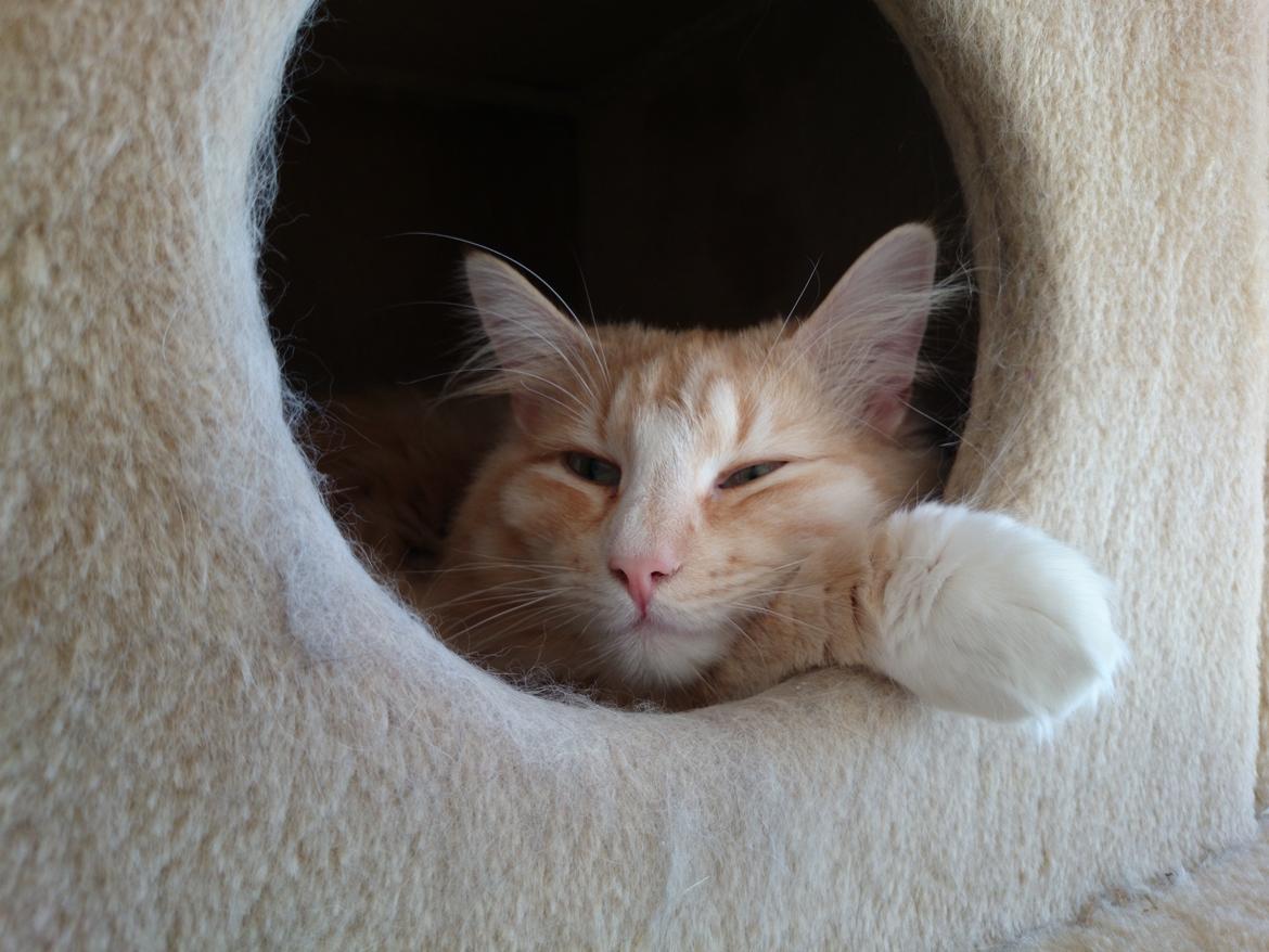 Norsk Skovkat CH Prinz Tjorven of Stellenbosch*D billede 36