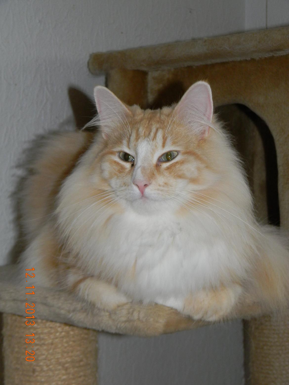 Norsk Skovkat CH Prinz Tjorven of Stellenbosch*D billede 7