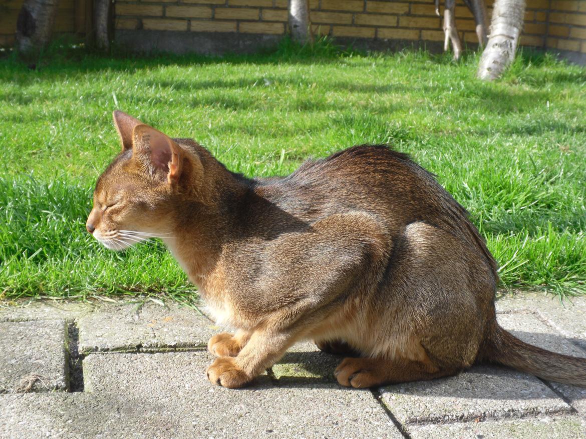 Abyssinier Orlando (Himmelkat) billede 41
