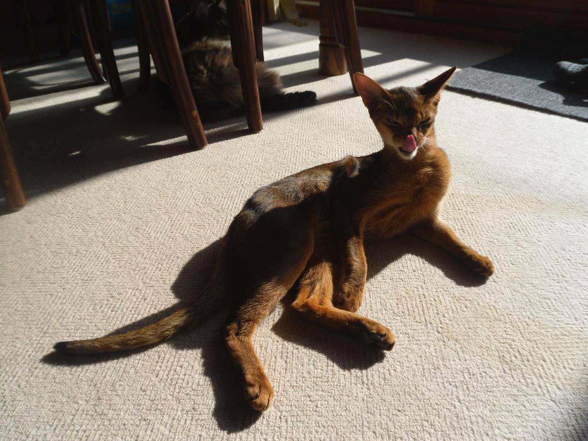 Abyssinier Orlando (Himmelkat) billede 43